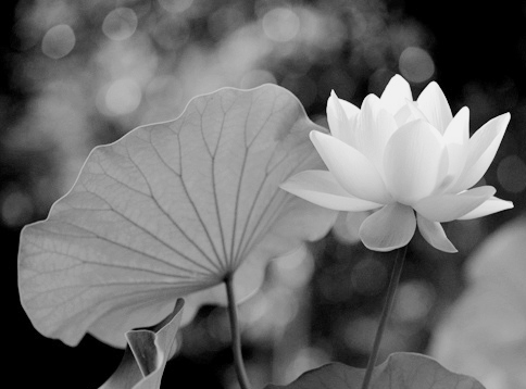 3059667583_129f0758c1 copy(2)