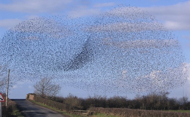 rail_bridge_swarm_of_starlings-_-_geograph-org-uk_-_124591