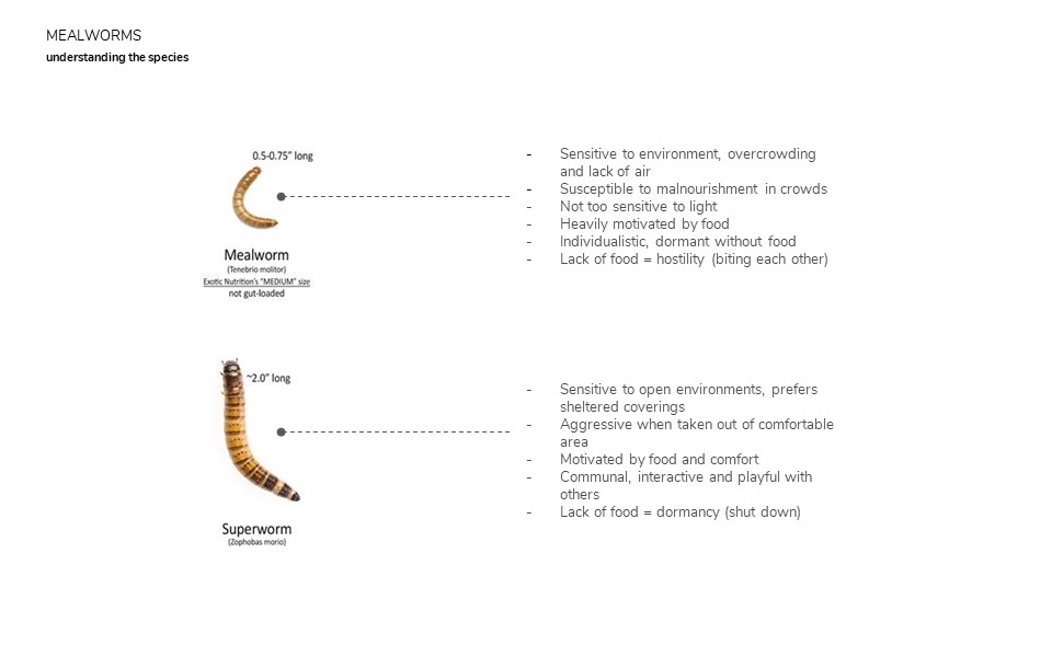 MEALWORMS EATING STYROFOAM AND THE EXPLORATION OF EATING PATTERNS