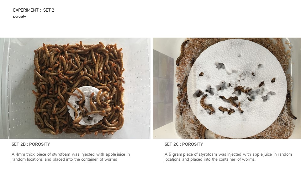 MEALWORMS EATING STYROFOAM AND THE EXPLORATION OF EATING PATTERNS