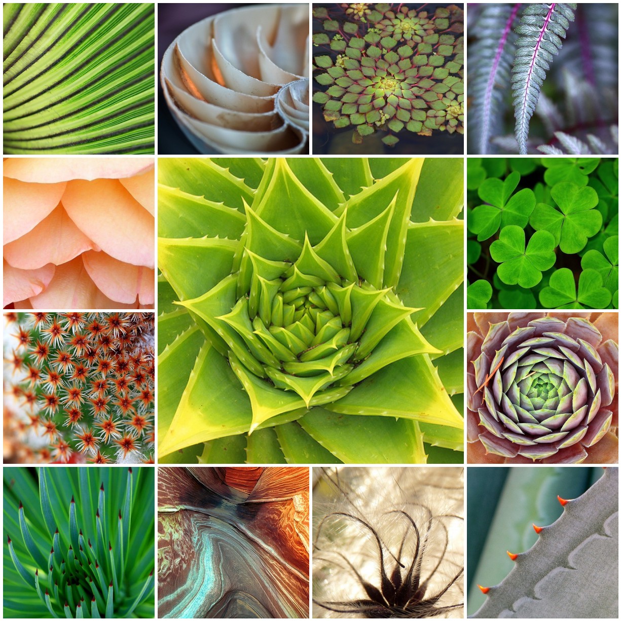 Types of natural. Паттерны в природе. Паттерна природа. Nature pattern. Patterns in nature.
