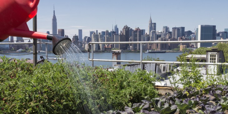 Urban rooftop farming in Brooklyn, New York