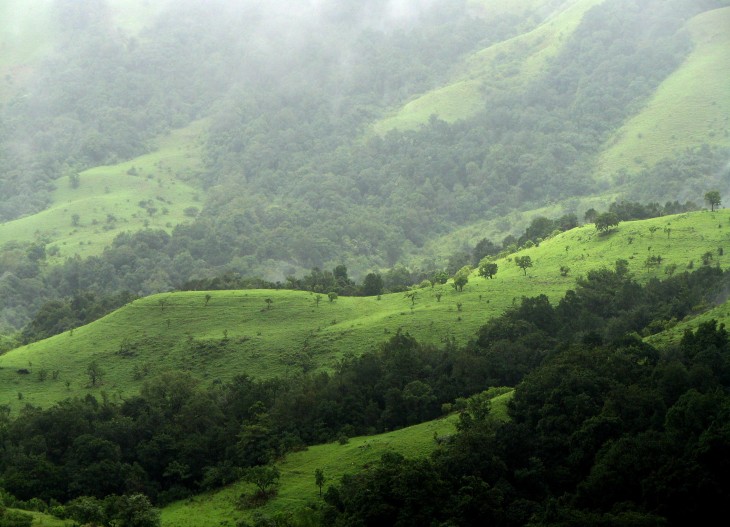 Shola_Grasslands_and_forests_in_the_Kudremukh_National_Park,_Western_Ghats,_Karnataka