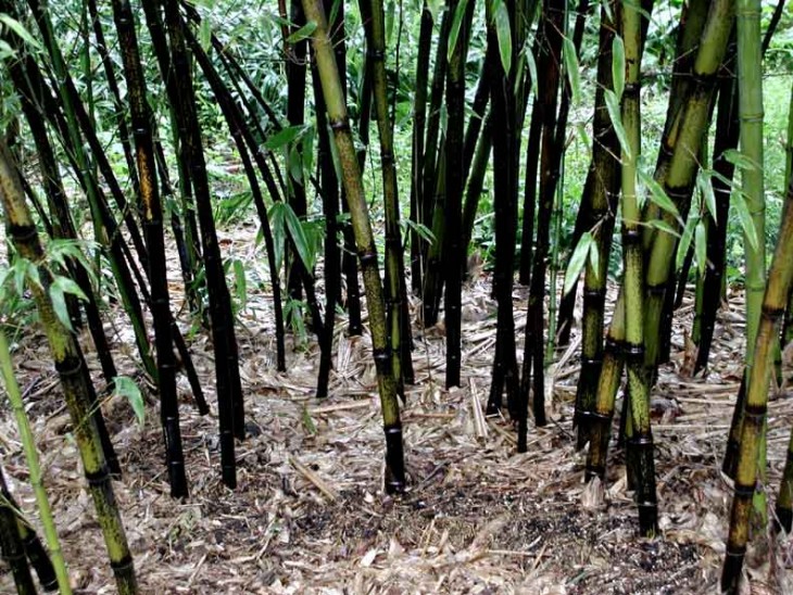 Bamboo has a widespread root system as well as an enveloping canopy, which makes it a great water barrier to control soil erosion. Bamboo is widely used in a number of developing countries to protect crops and villages from washing away. Bamboo’s high nitrogen consumption helps mitigate water pollution, and its roots are good for the soil. Bamboo can be used in a wide range of products, from paper to construction materials and flooring. There’s bamboo furniture, bamboo sheets, bamboo yoga blocks and more. Some of the first paper products were made from bamboo, and today it is widely used to make a soft but durable bamboo clothing as well as to build fences, walls, bridges, bicycles, skateboards, helmets and computer keyboards. As bamboo’s popularity increases, it’s being used in more and more products, creating many beautiful ways for you to green your home and your lifestyle. 