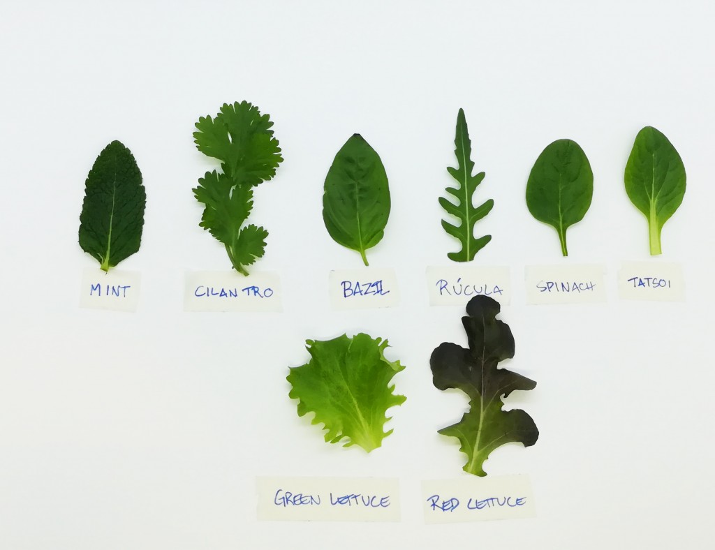 Types Of Edible Leafy Greens