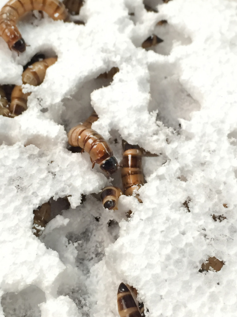 MEALWORMS EATING AND ARCHITECTING STYROFOAM HABITATS //LIVING SYSTEMS