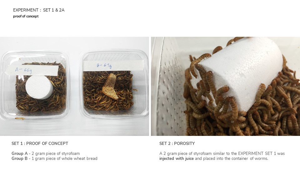 MEALWORMS EATING STYROFOAM AND THE EXPLORATION OF EATING PATTERNS