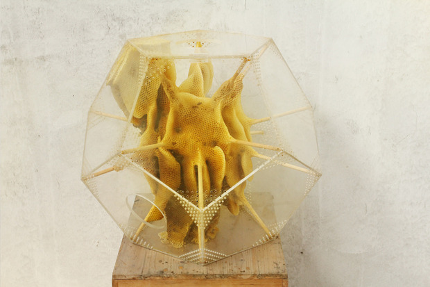  Honeycomb sculpture, Ren Ri, 2014, sculpture made by bees, empowering animals, collaborating with animals 