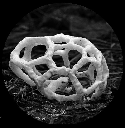 Fractal branching on Fungi