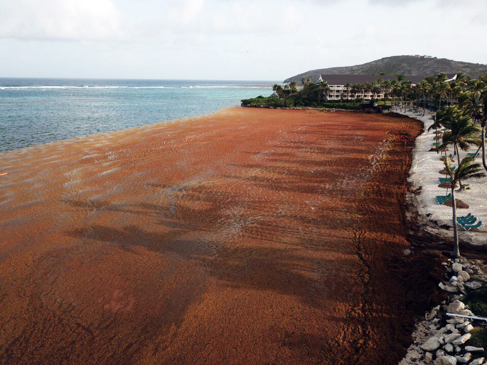 seaweeds