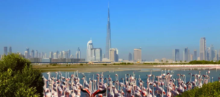 Flamingos visiting Ras Al Khor Sanctuary during winter with a backdrop of skyscrapers in the city of Dubai