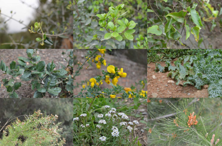 Plant Species