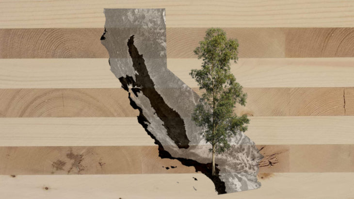 REPURPOSING EUCALYPTUS TREES CALIFORNIA MASS TIMBER
