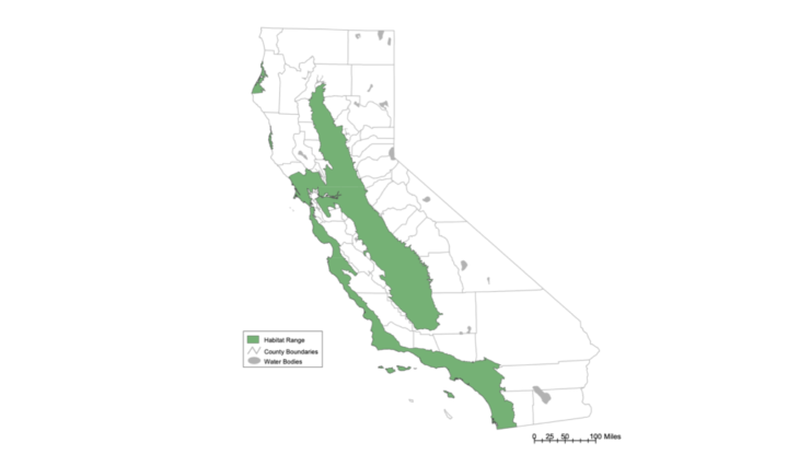 Habitat map for Eucalyptus Trees in the State of California